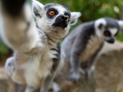 Lemurs at Battersea Park Children's Zoo