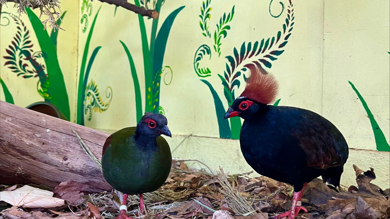 Unveiling Roul See Roul Partridge at Battersea Park Children:s Zoo