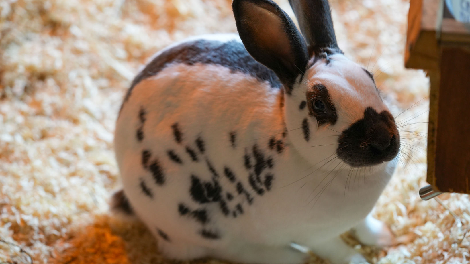 What Is Rabbit General Rabbit