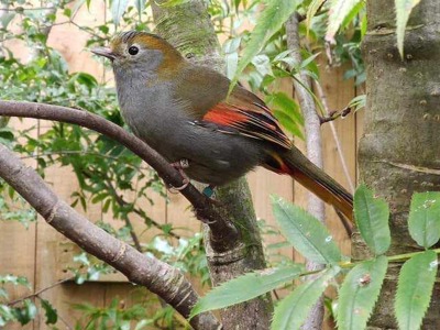 Mount Omei Babblers