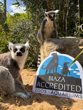 Lemur with BIAZA Accreditation logo