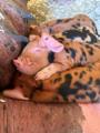 Piglet 2026