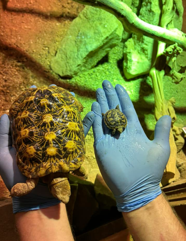 critically endangered pancake tortoise has hatched at the zoo (2)