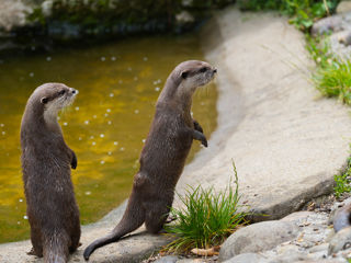 Otters