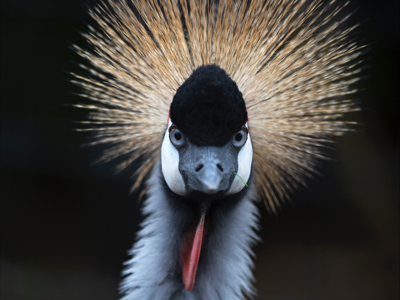 Grey Crowned Crane