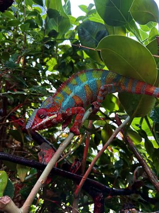 Ambilobe panther chameleon
