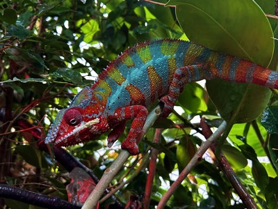 Ambilobe panther chameleon