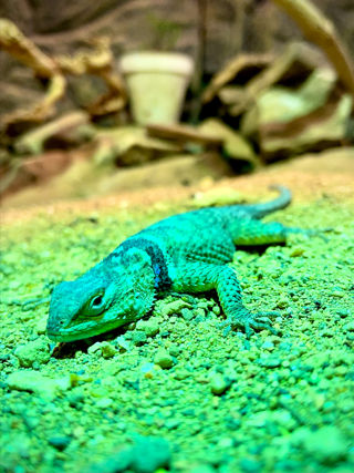Blue spiny lizard (1)