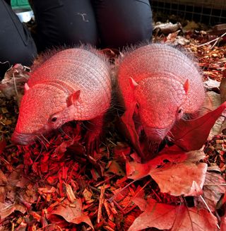 Large Hairy Armadillo Pic