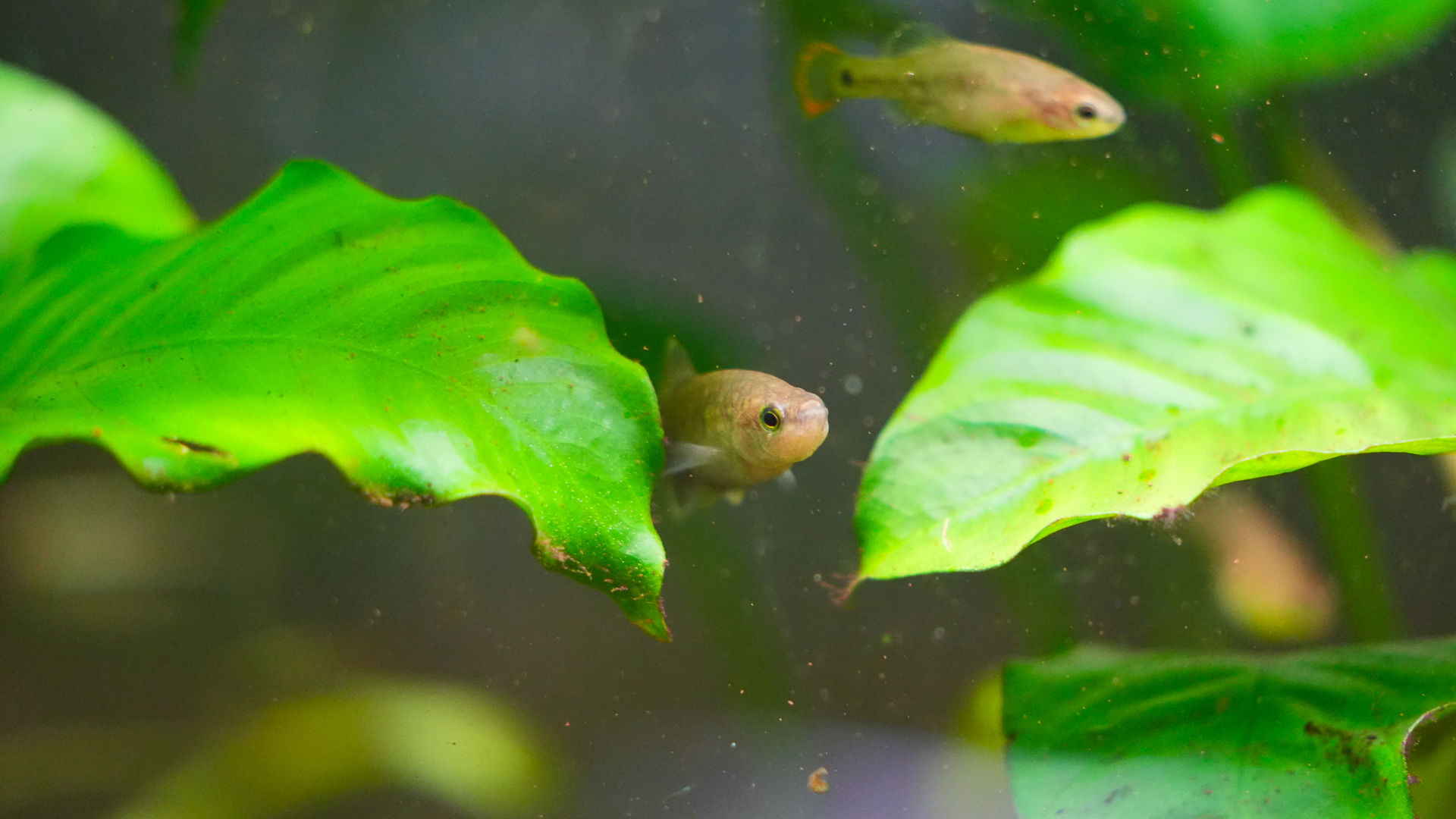 Spltfin Fish Tequila splitfin