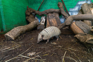 Armadillo (1)