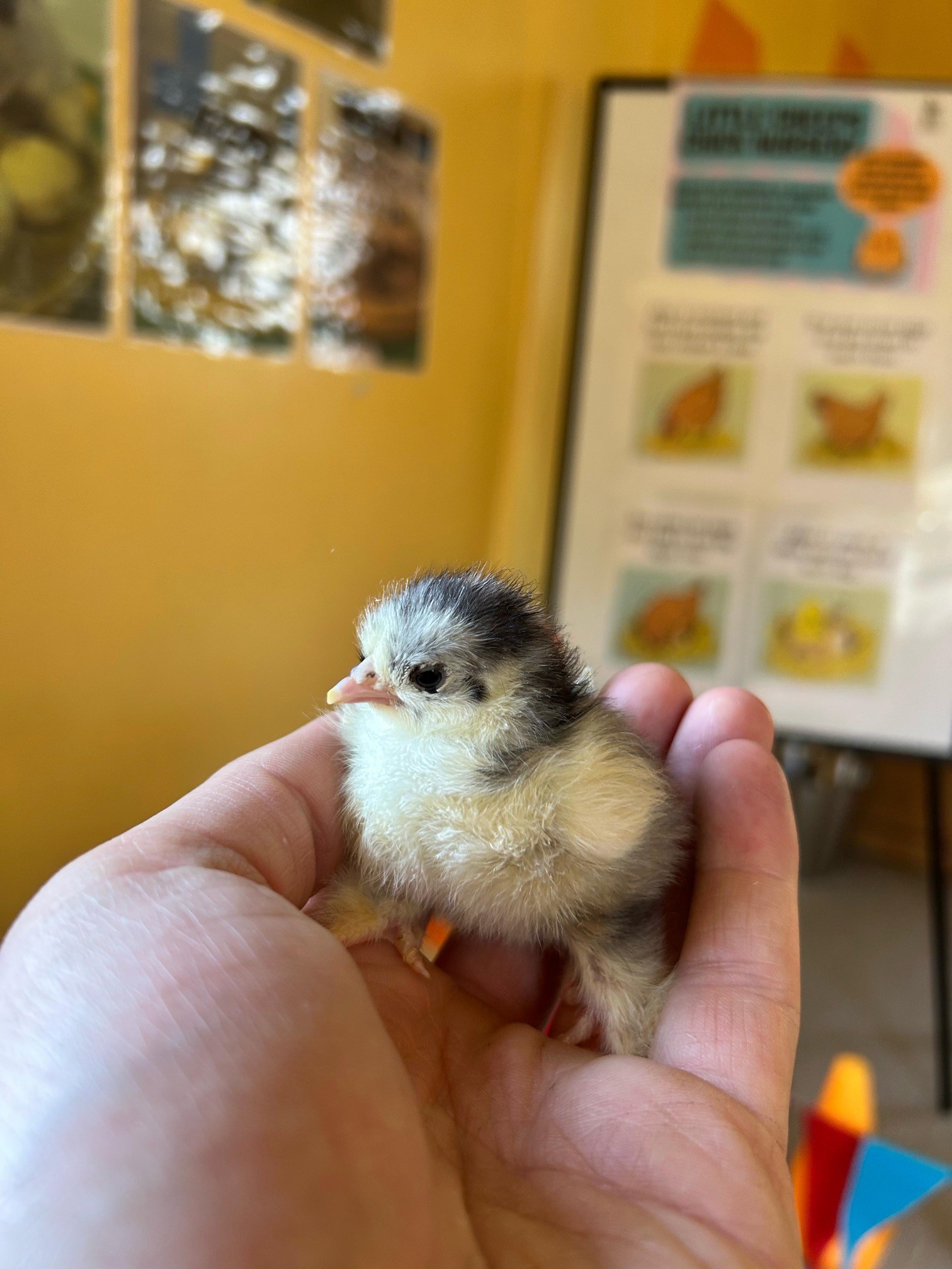 Chick 1