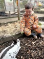 Rabbit Feeding