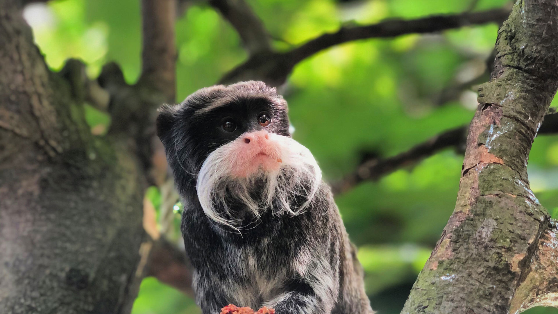 Emperor Tamarin emperor-tamarin
