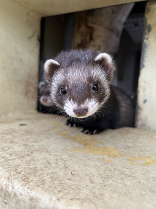 Polecat Battersea Zoo