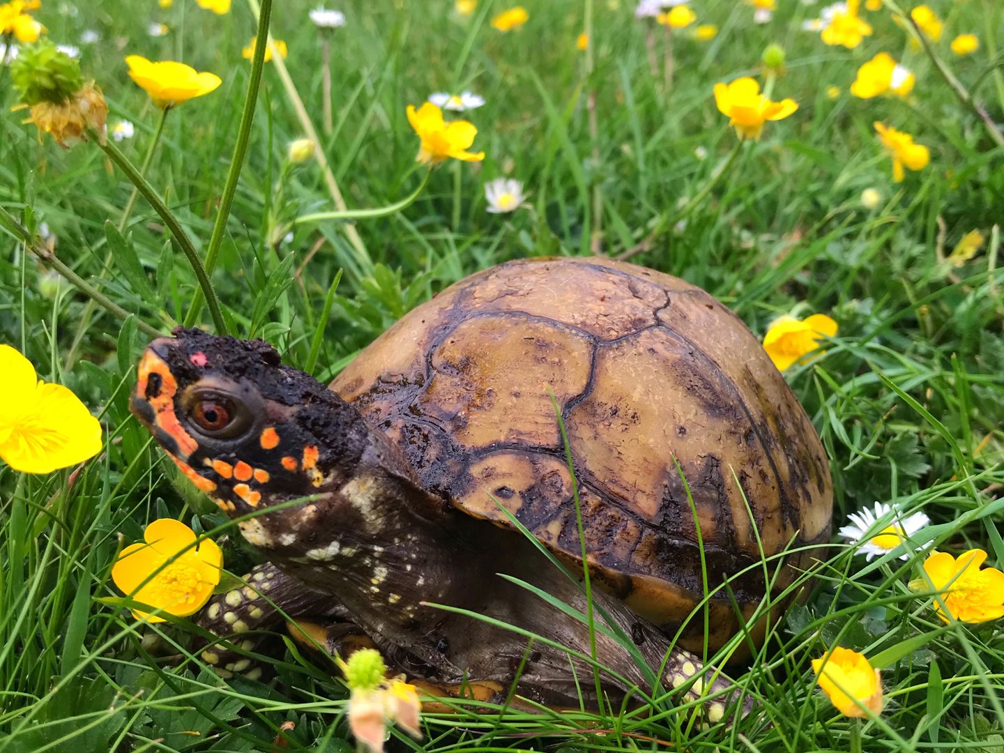 Three Toed Box Turtle