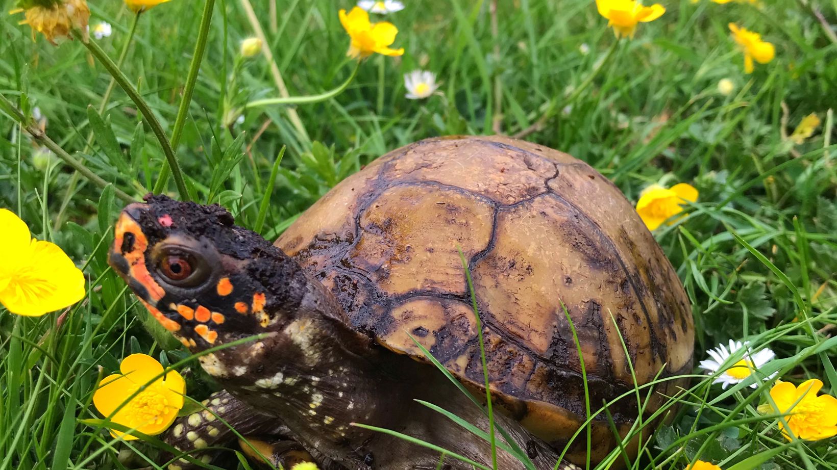 Three Toed Box Turtle