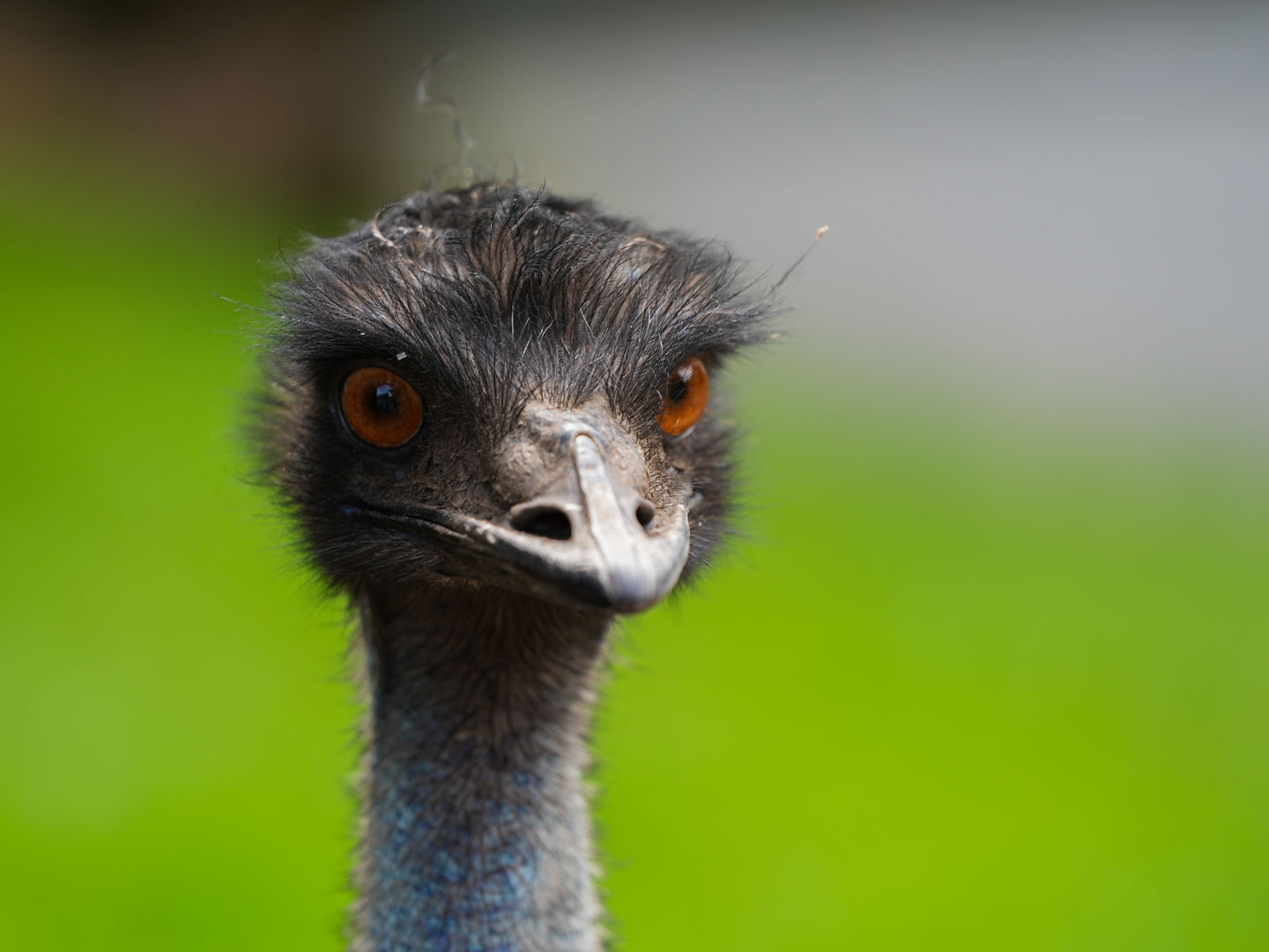 Emu Height Emu