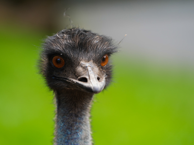 Emu