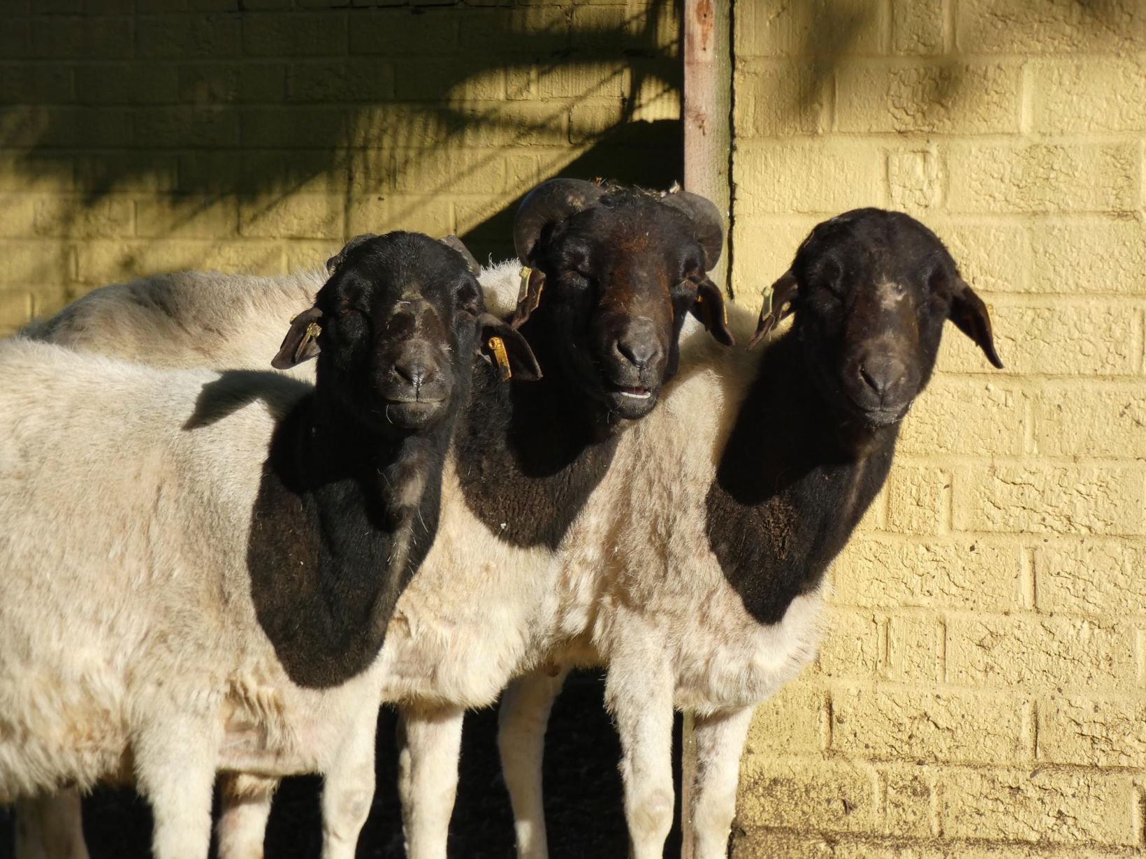 Somali Black Headed Sheep