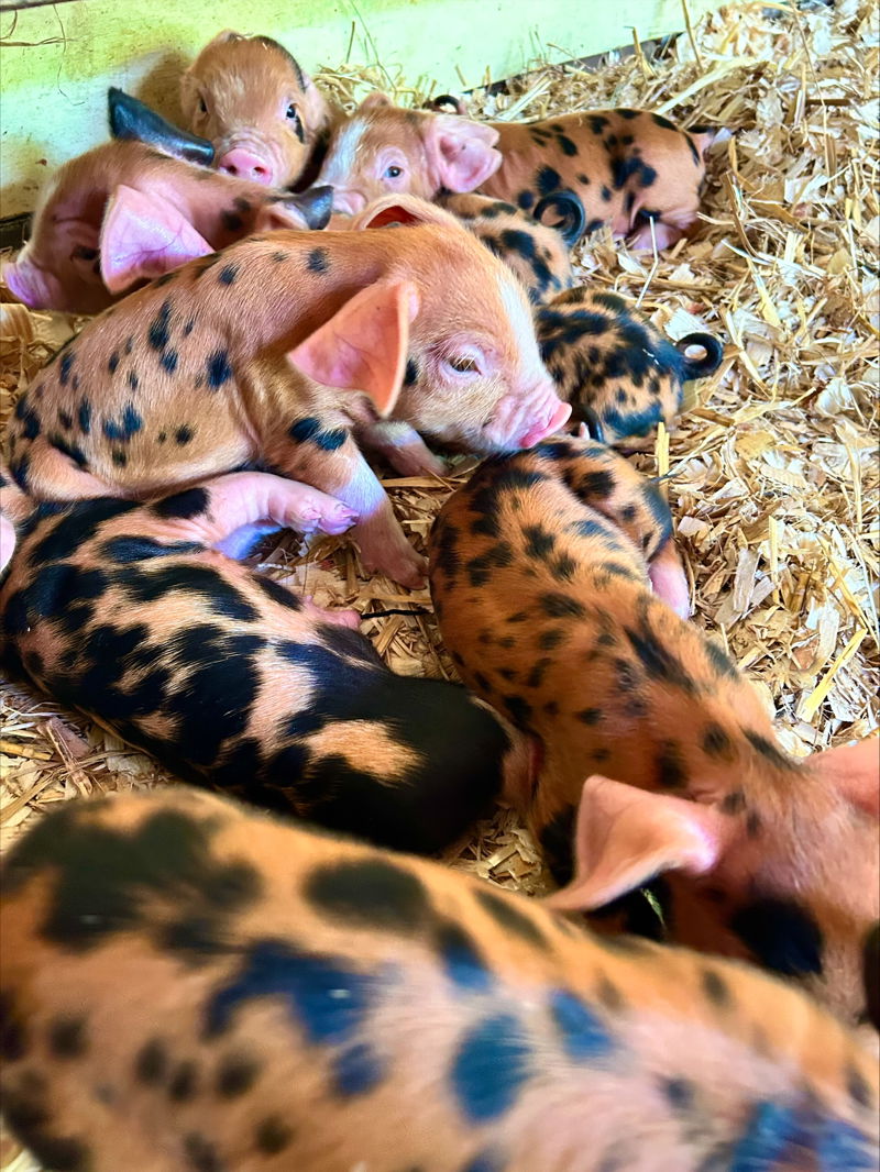 Processed F9674556 3757 408F A3F6 CA154F636484