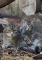 Scottish Wildcats 2026
