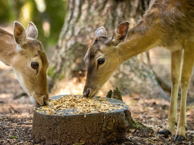 New Forest Wildlife Park 2023 72