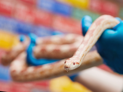 Corn Snake