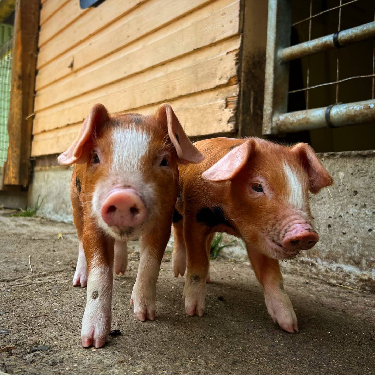 Piglets 3 (1)
