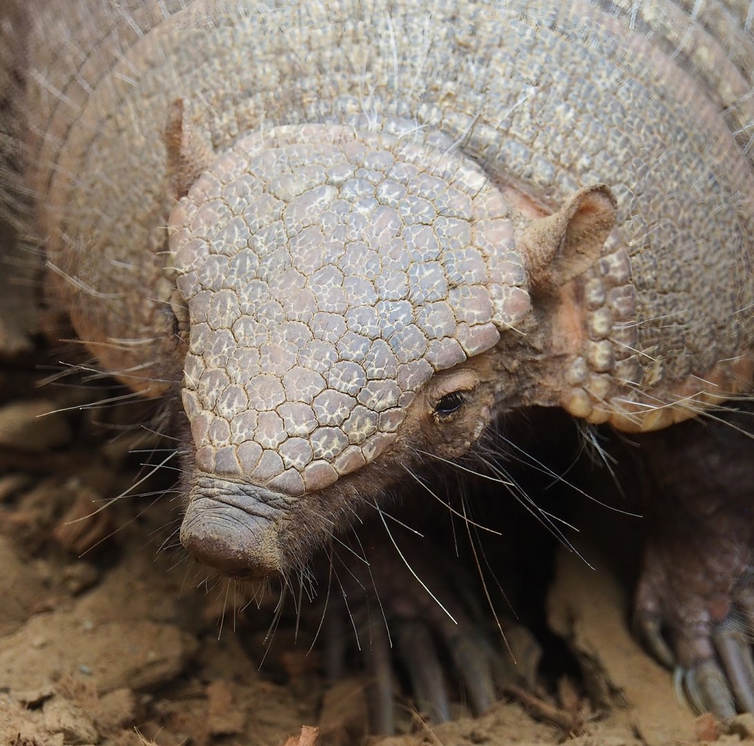110 Large Hairy Armadillo
