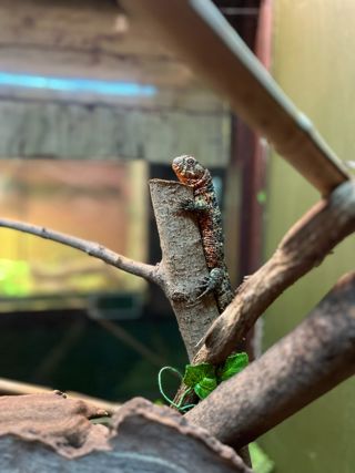 Chinese crocodile lizard