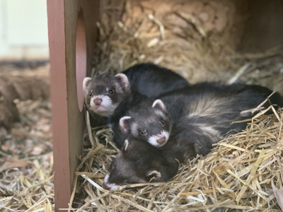 Polecats Battersea Zoo