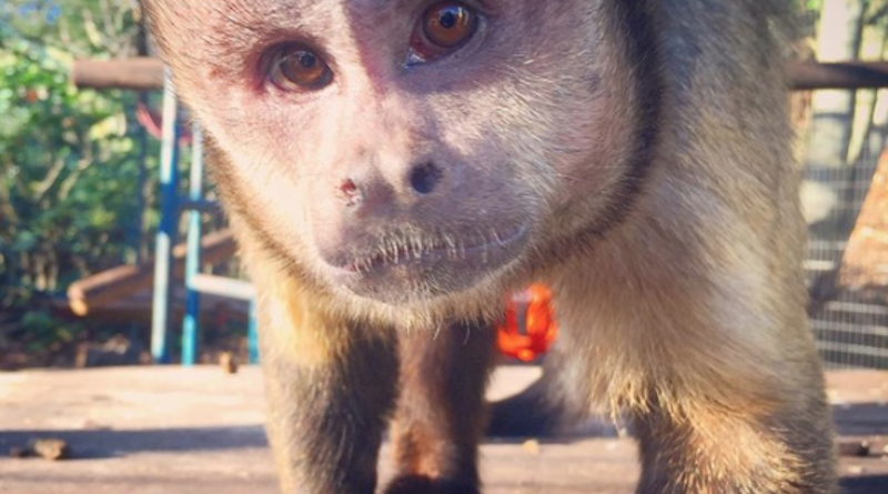 Capuchin