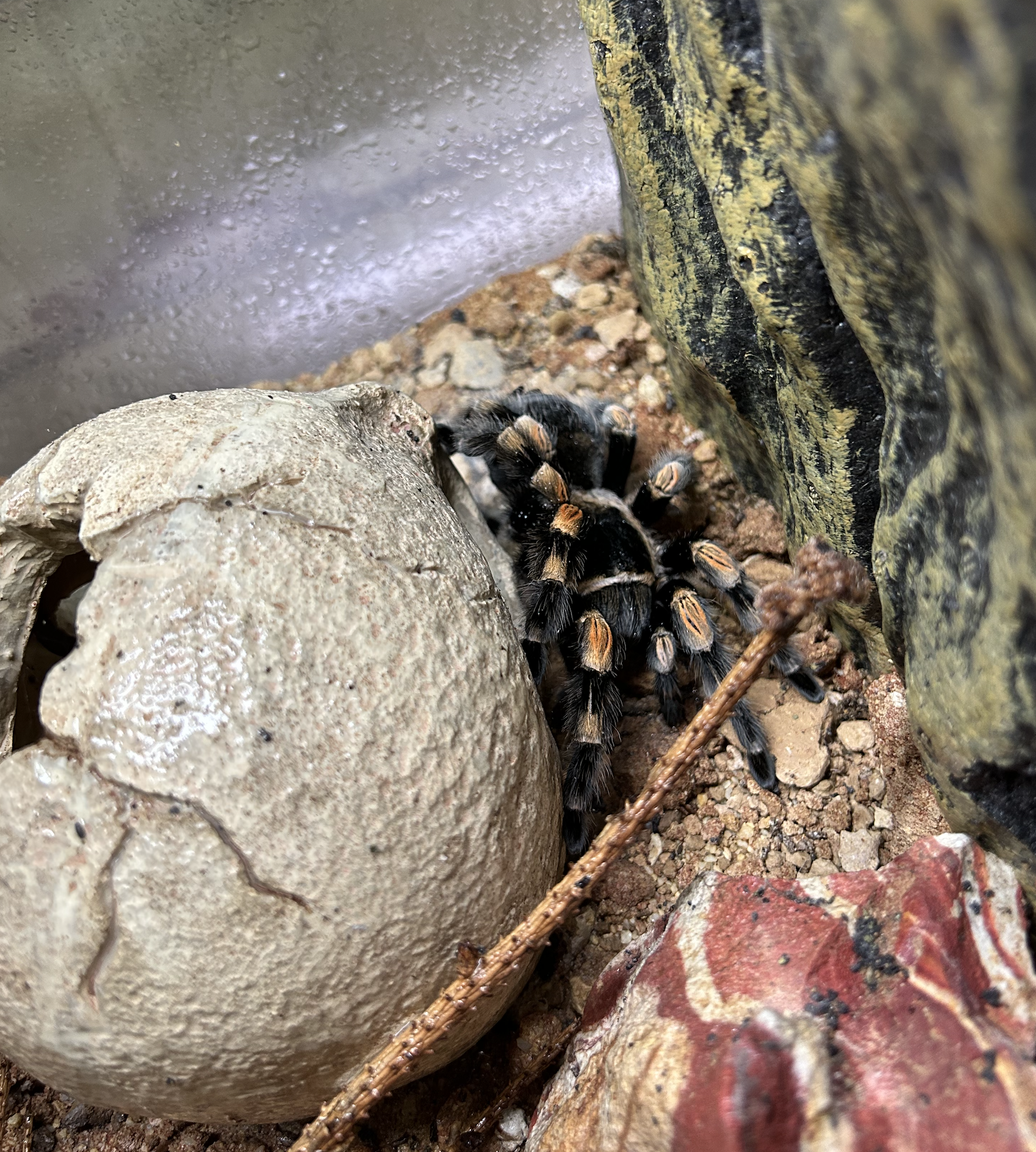 Spider Battersea Zoo London