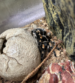 Spider Battersea Zoo London