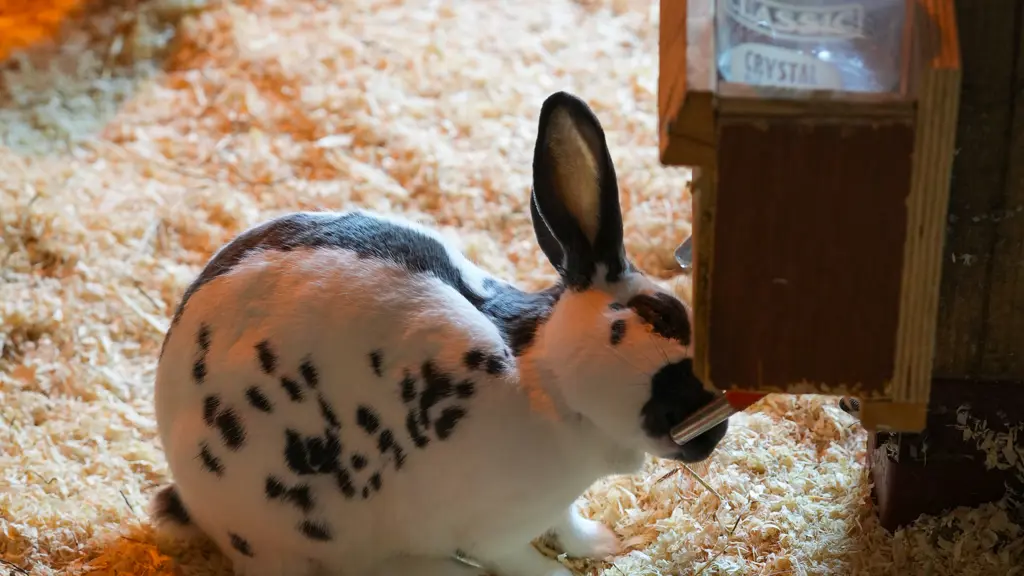 What Is Rabbit General Rabbit