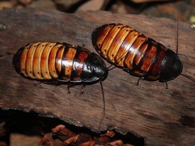 Hissing Cockroach