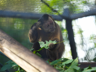 Brown Capuchin