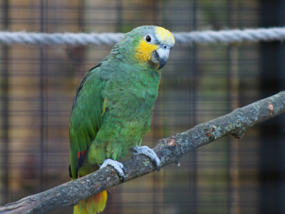 Orange Winged Amazon