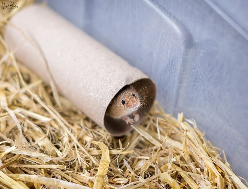 140 threatened harvest mice have been released into the wild!