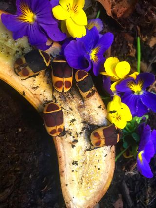 Sun beetle
