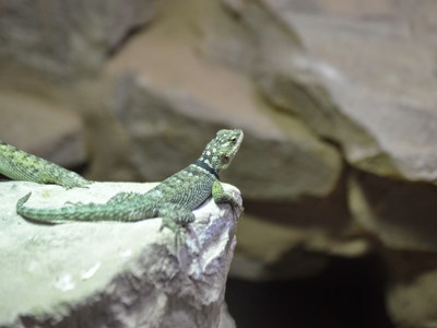 Blue spiny lizard