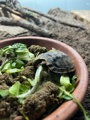 Critically endangered pancake tortoise at Battersea Zoo (1)