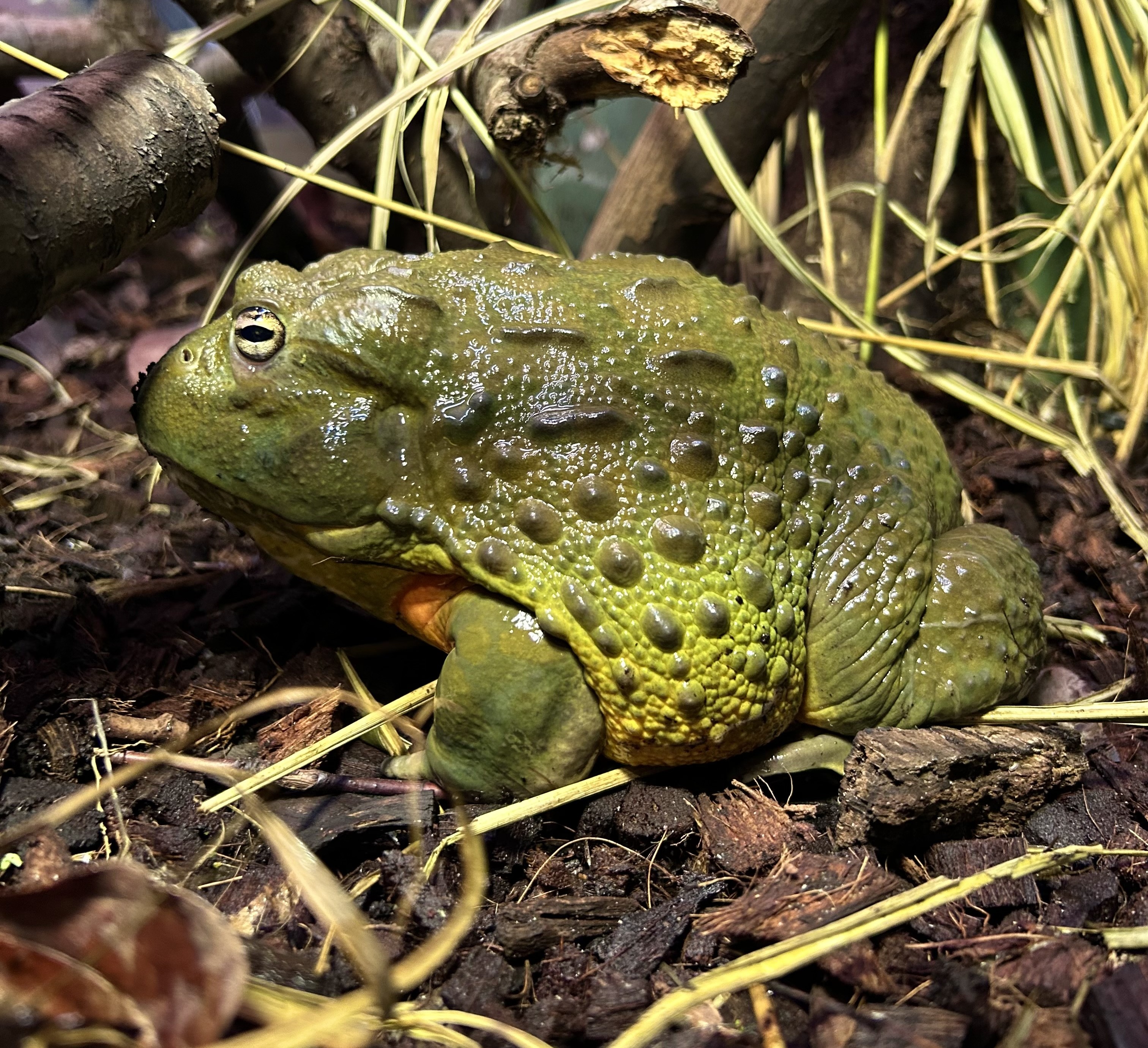 Frog (1)