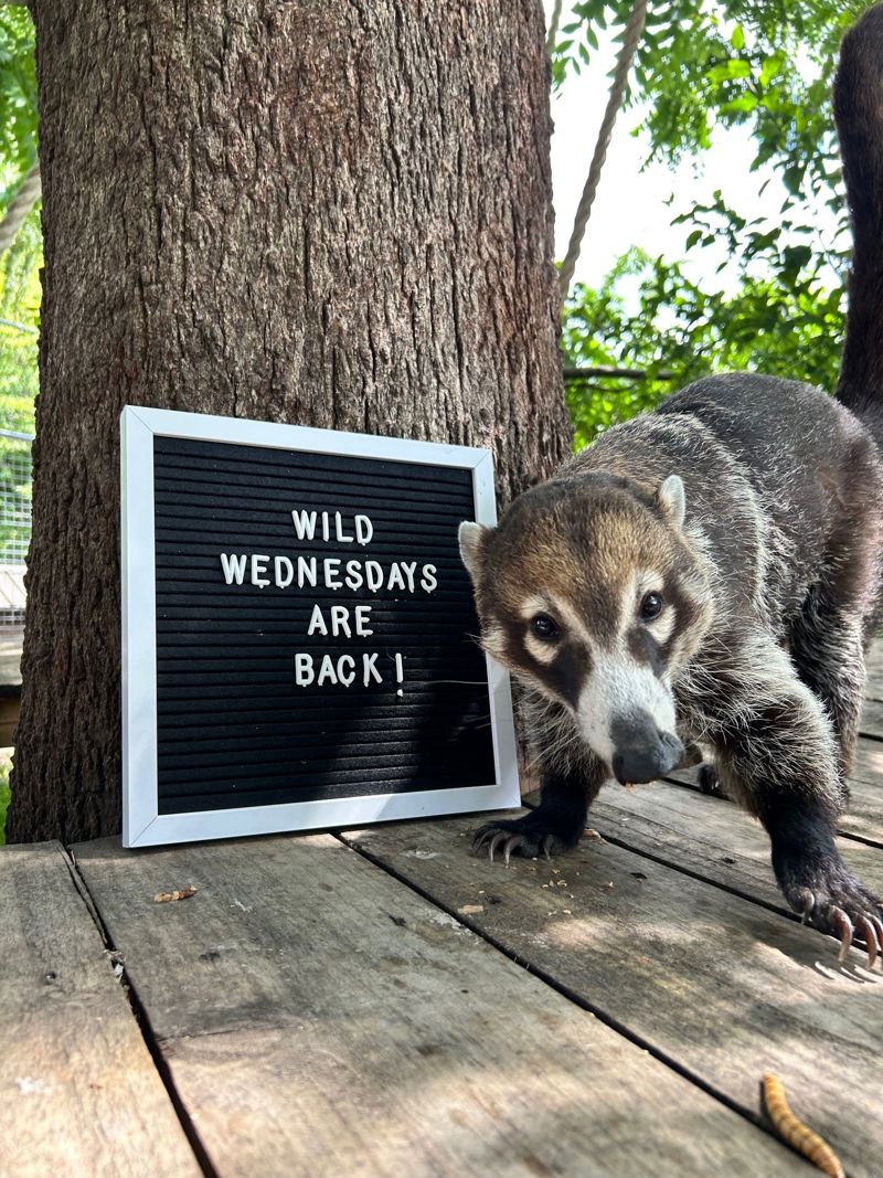 Wild Wednesday