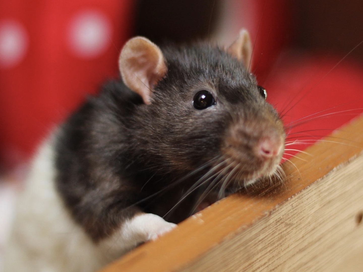 Fancy Rat
