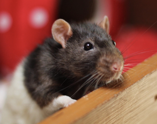 Fancy Rat Battersea Zoo London