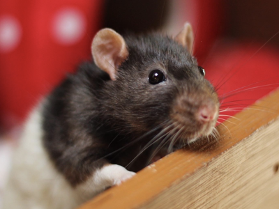 Fancy Rat Battersea Zoo London