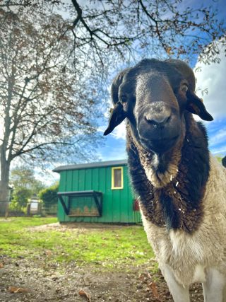 Black headed sheep
