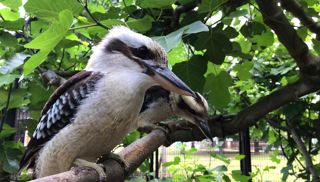 Original ADC4A00F DF44 4F89 992B 3E84992A59C7.Jpeg